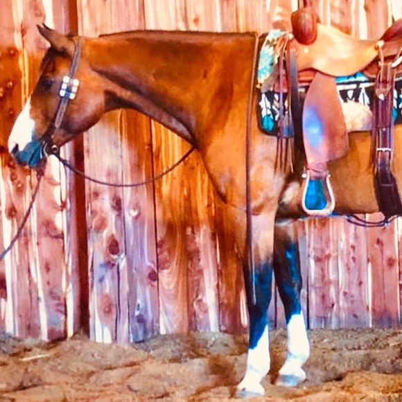 Meet your Posher, Ruby - Picture 2 of 2